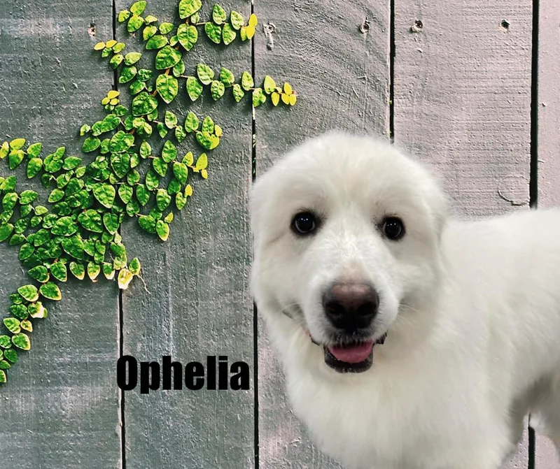 Ophelia thumbnail 3