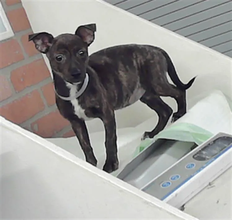 A baby small-sized female Chihuahua dog named Zoya for adoption in Houston, TX