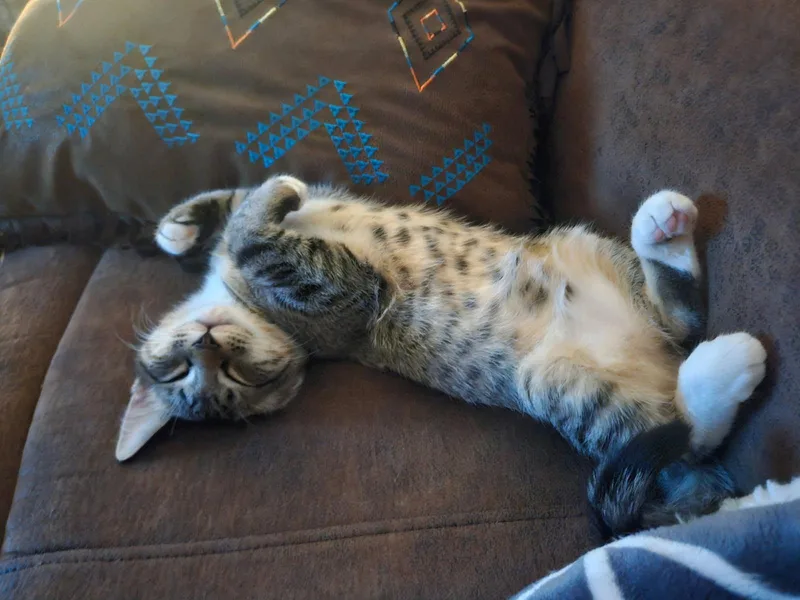 Cheech And Chong thumbnail 2