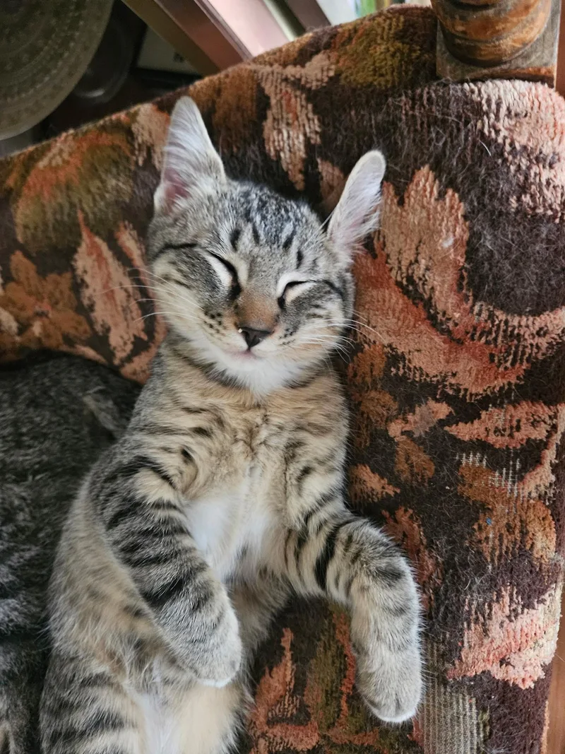 Cheech And Chong thumbnail 3