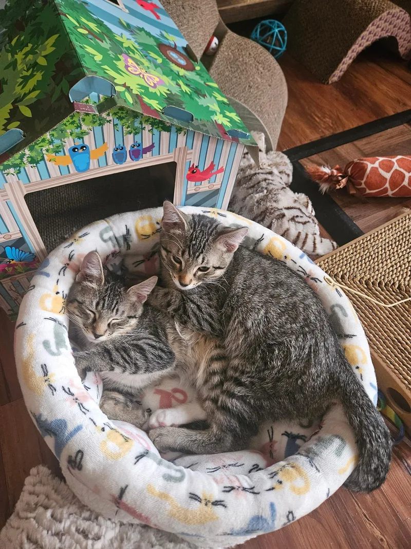 Cheech And Chong thumbnail 4