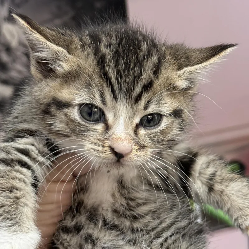 A baby small-sized female Brown / Chocolate Domestic Short Hair cat named Tt for adoption in Fresno, CA