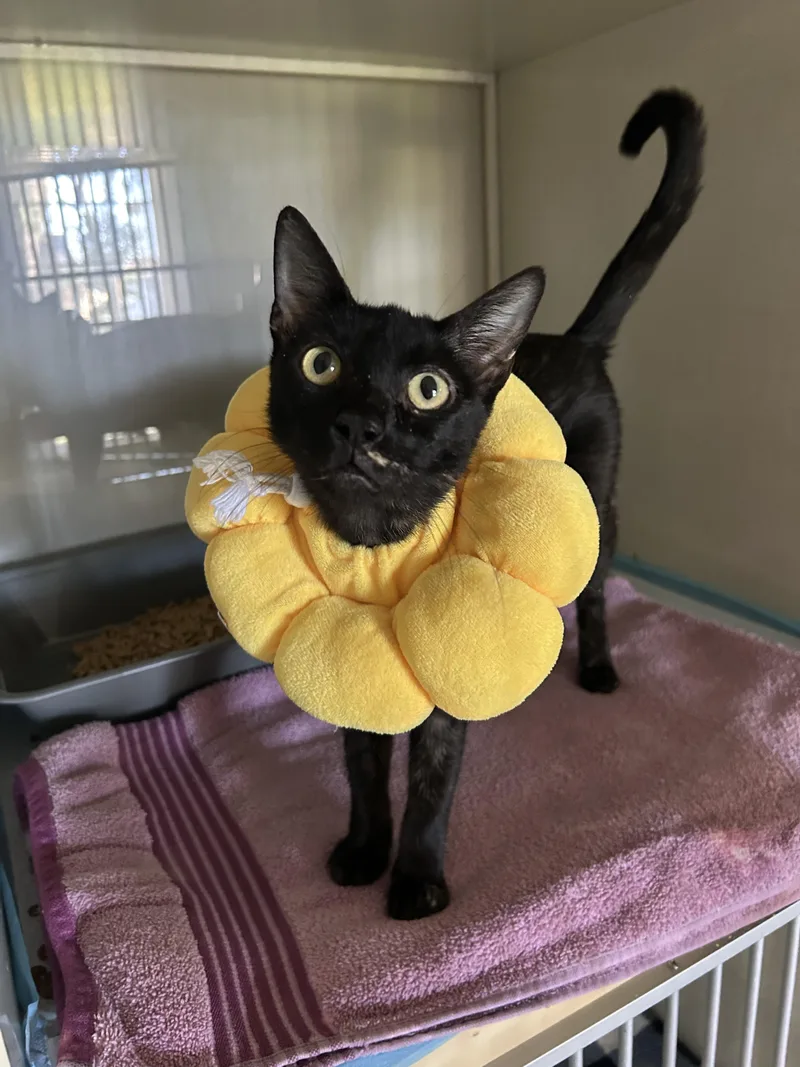 An adult medium-sized female Domestic Short Hair cat named Sadie for adoption in Houston, TX