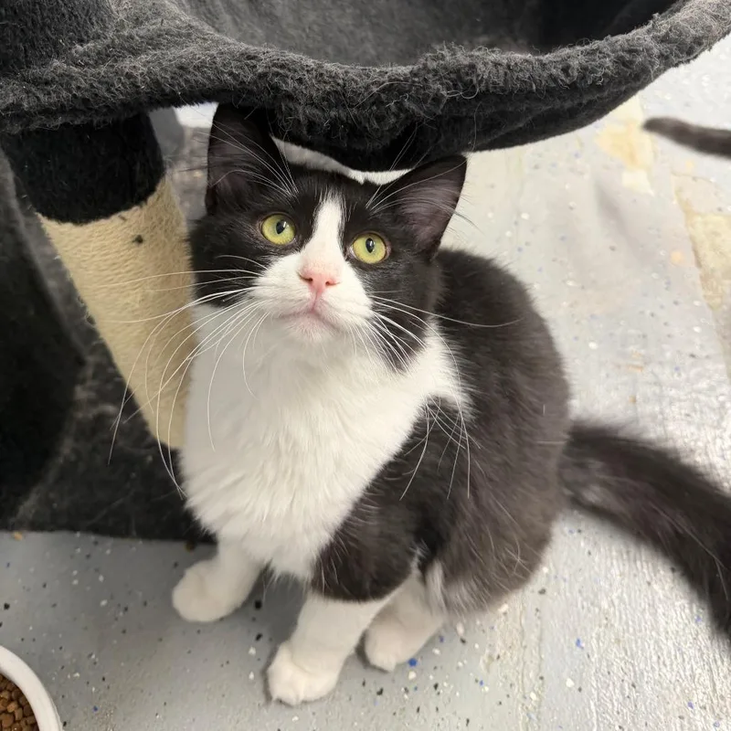 A baby medium-sized male Gray / Blue / Silver Domestic Short Hair cat named Tidal Wave for adoption in Pontiac, IL