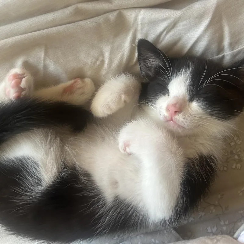 A baby small-sized male Black Domestic Short Hair cat named Cowboy for adoption in West Palm Beach, FL