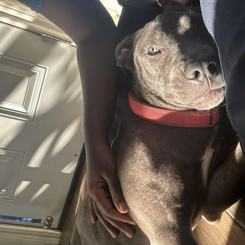 A baby medium-sized female Pit Bull Terrier dog named Bubbles the Blue Pittie for adoption in Houston, TX