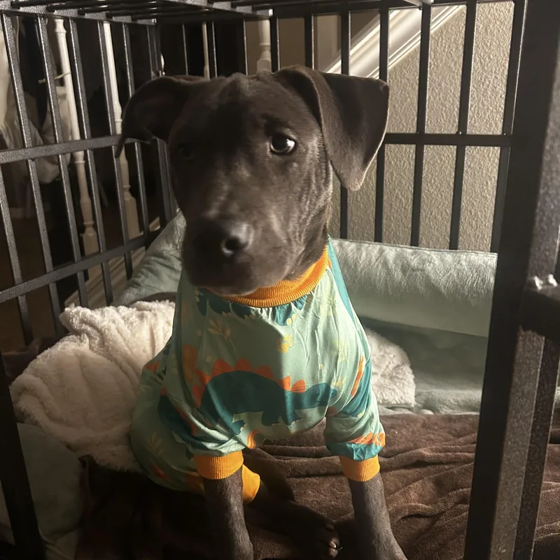 Bubbles the Blue Pittie thumbnail 4