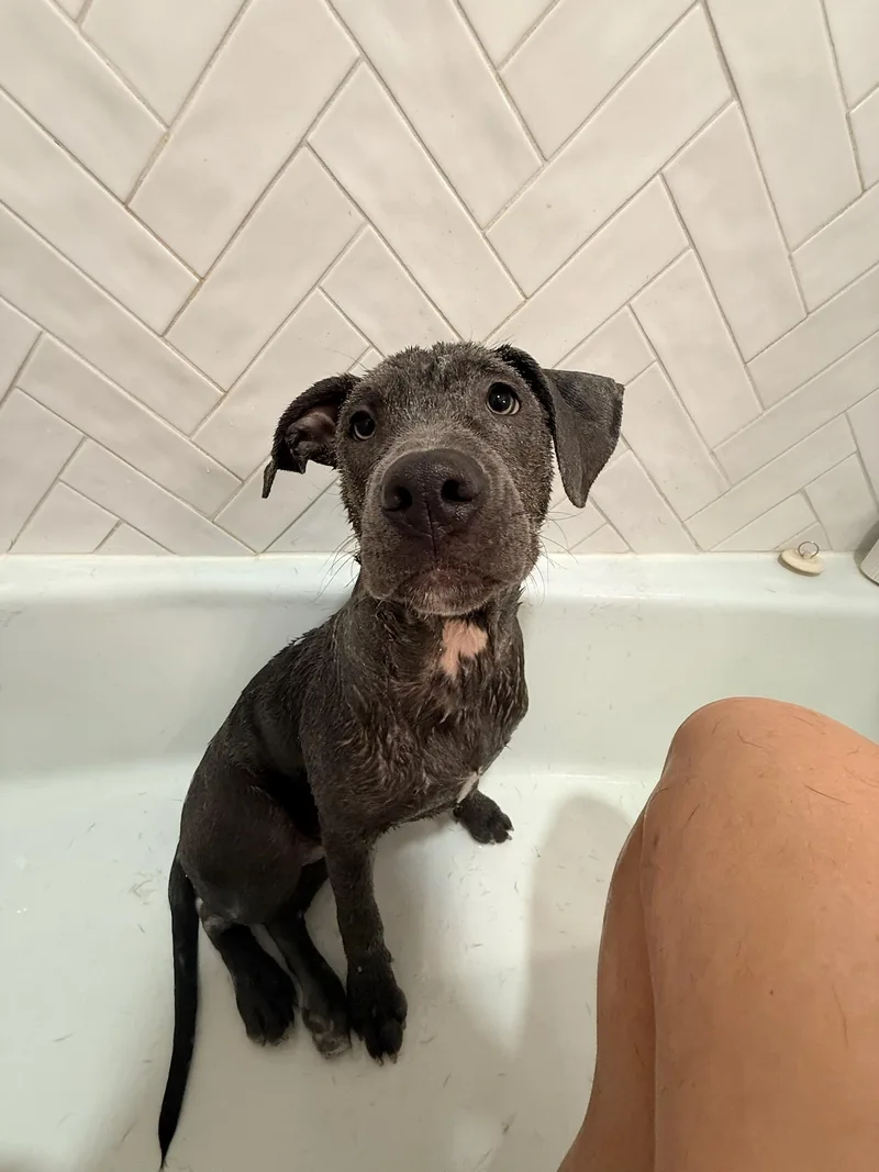 Bubbles the Blue Pittie thumbnail 6