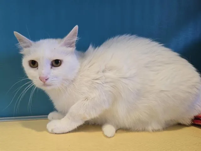 An adult large-sized female Domestic Short Hair cat named Anna for adoption in Auburn, CA
