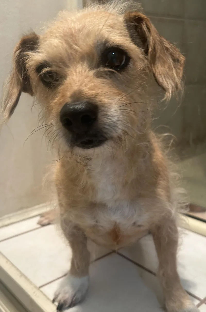 An adult small-sized female Golden Terrier dog named Sophie for adoption in El Cajon, CA