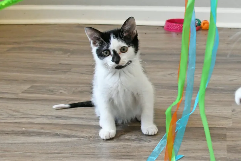 A baby small-sized male American Shorthair cat named Spike for adoption in Johnstown, NY