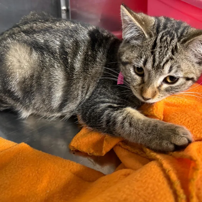A baby small-sized female Brown / Chocolate Domestic Short Hair cat named Reba Mcentire for adoption in Spokane, WA