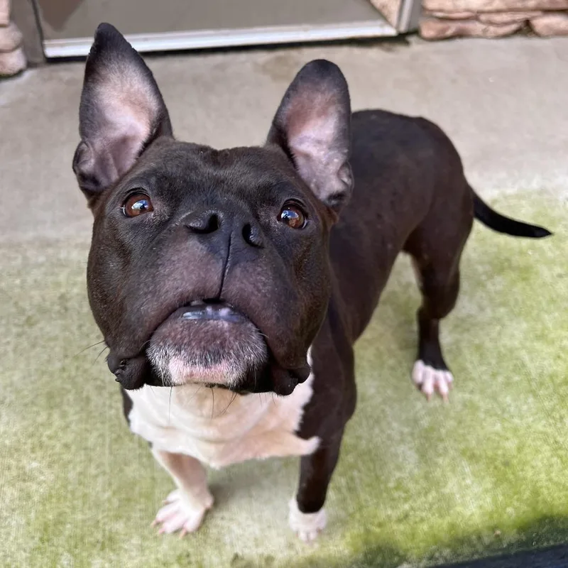 An adult medium-sized female Black Mixed Breed dog named Lola for adoption in Fairport, NY