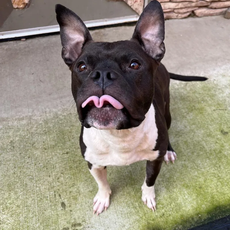 Lola thumbnail 3