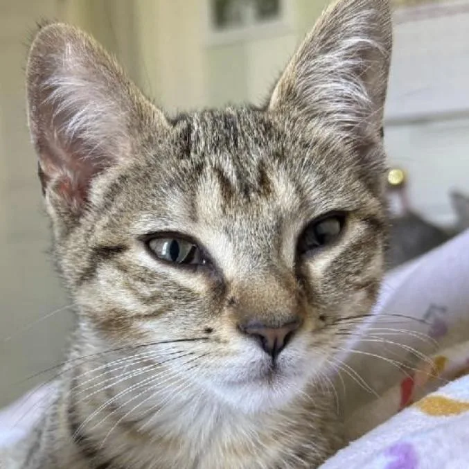 Leo