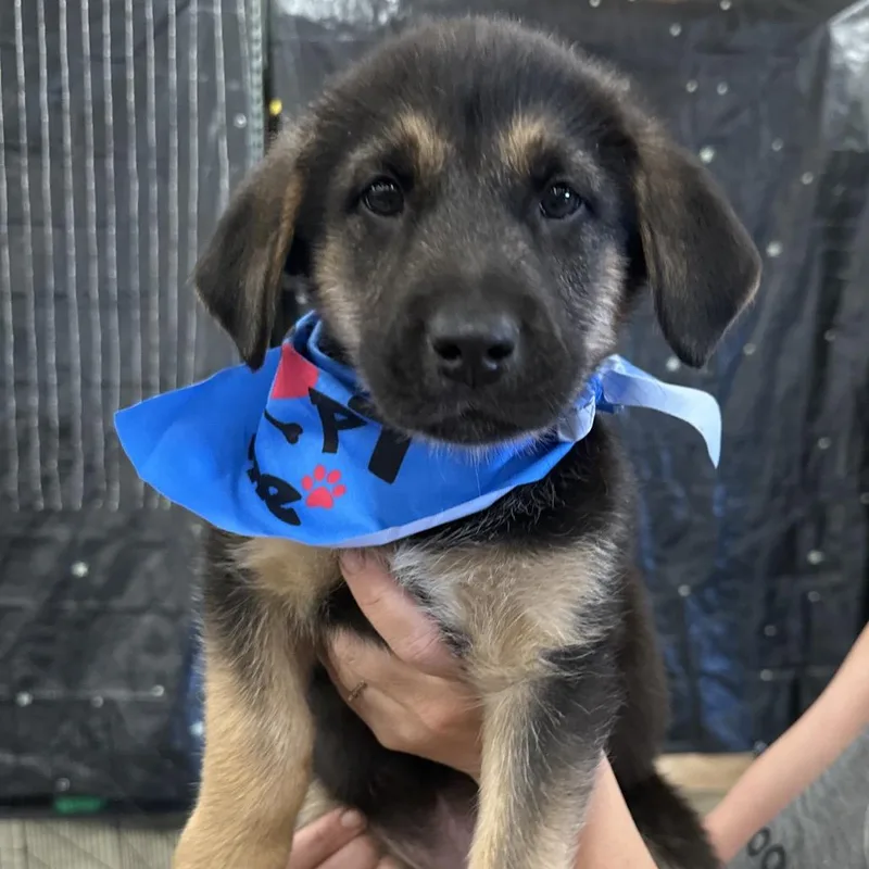A baby small-sized female Black Chesapeake Bay Retriever dog named River for adoption in Bellingham, WA