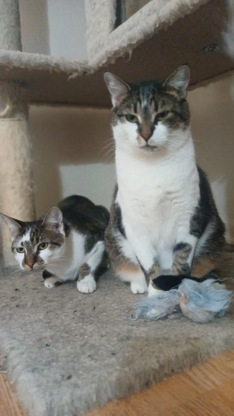 Mercedes thumbnail 2