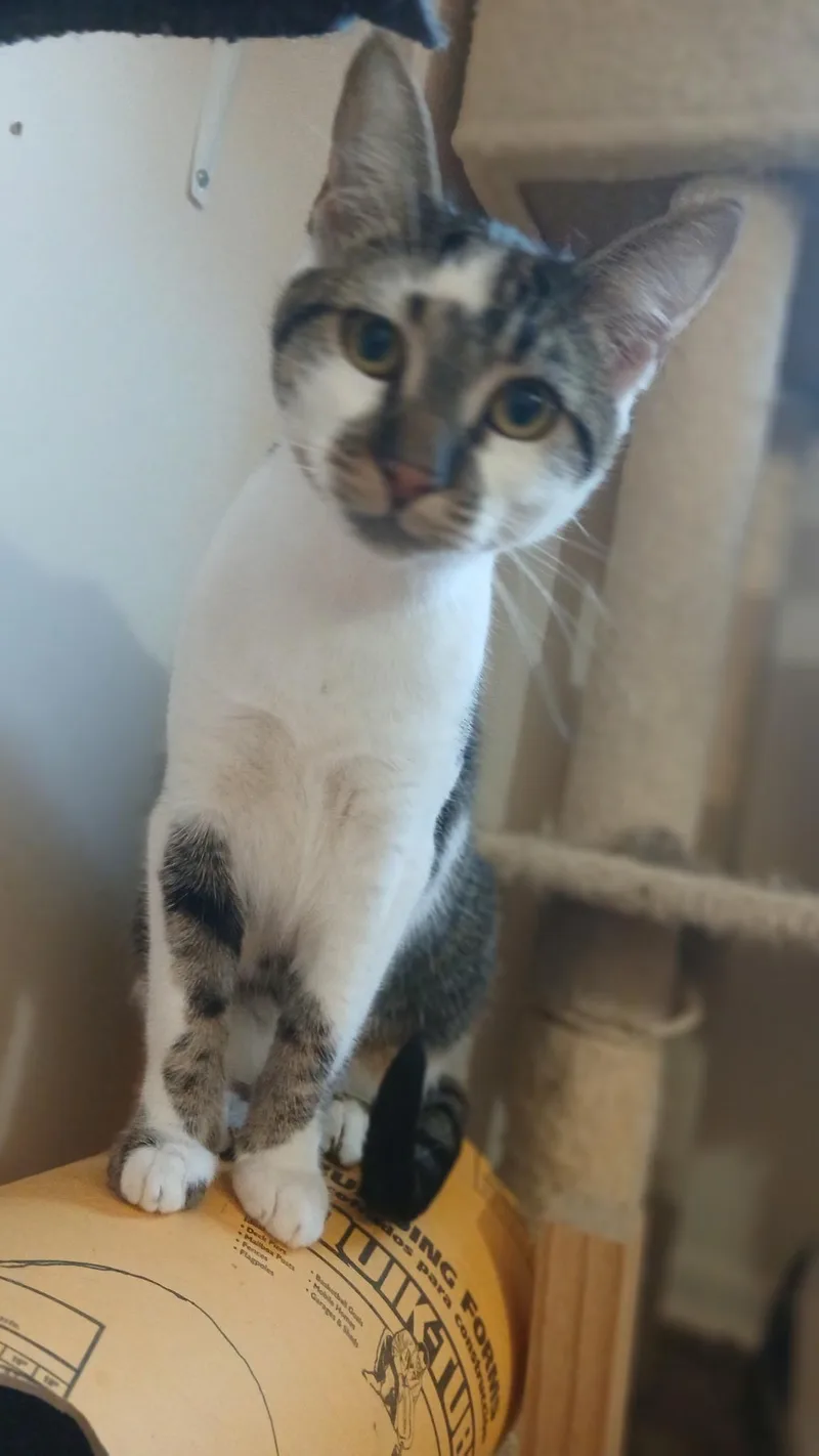 Mercedes thumbnail 4