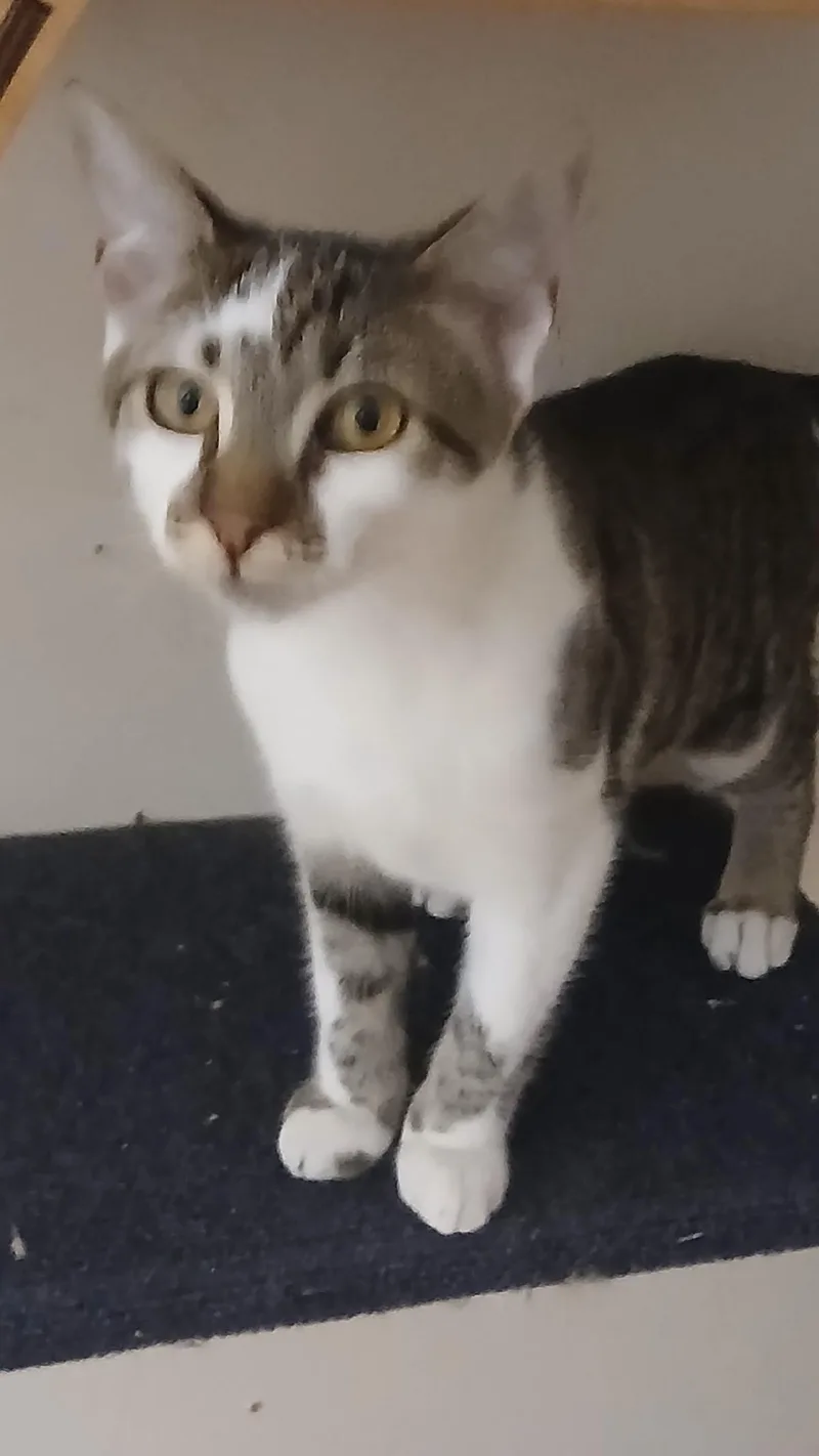 Mercedes thumbnail 5