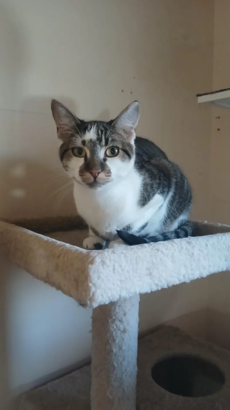 Mercedes thumbnail 6