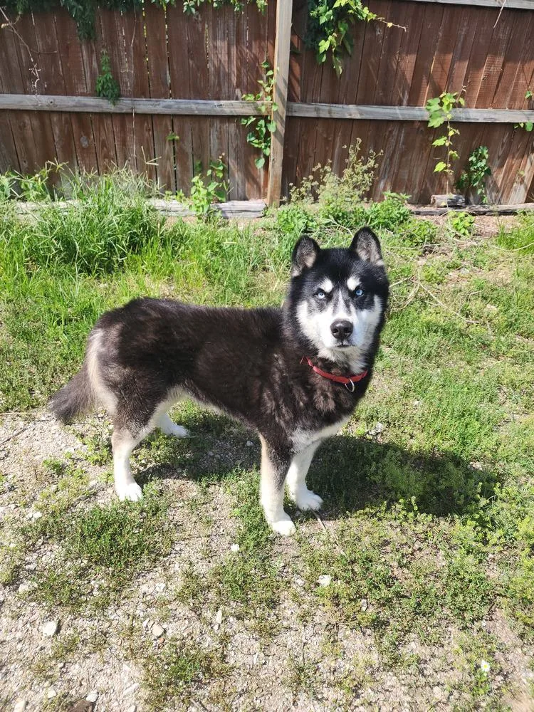 An adult medium-sized male Tricolor (Brown, Black, & White) Husky dog named Tallon for adoption in Evansville, IN