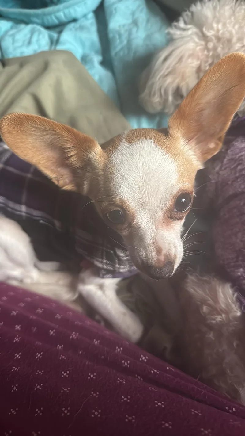 A young small-sized female Chihuahua dog named Itty Bitty for adoption in Tracy, CA