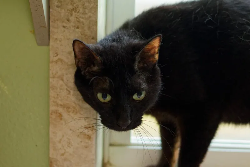 A young medium-sized male Domestic Short Hair cat named Skyway for adoption in Hot Springs, AR
