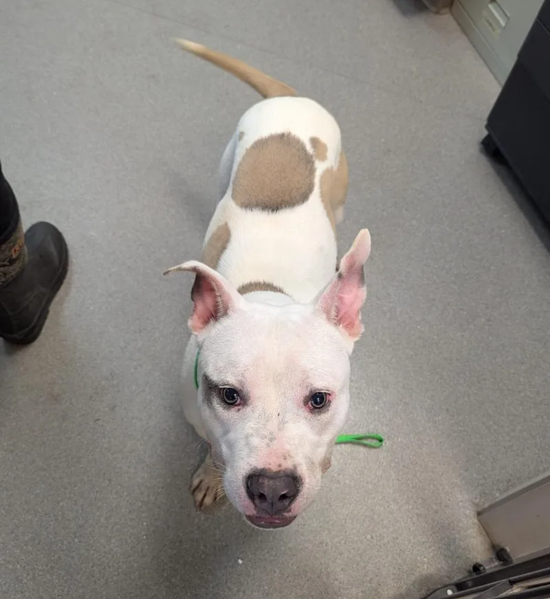 A young medium-sized male Staffordshire Bull Terrier dog named Grogu for adoption in La Porte, IN