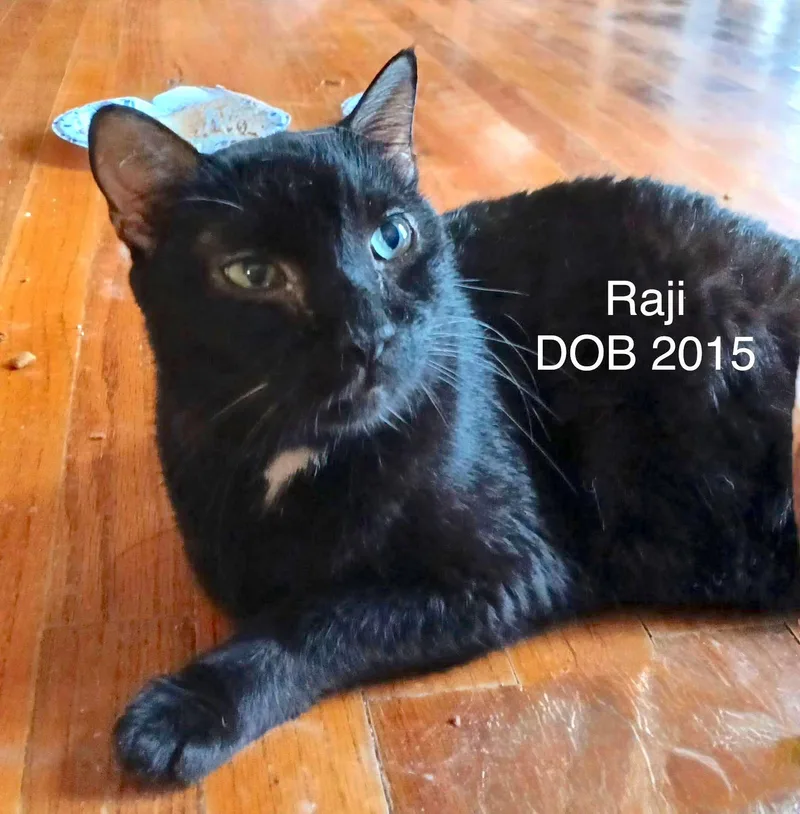 An adult medium-sized male Black Domestic Short Hair cat named Raji for adoption in Houston, TX