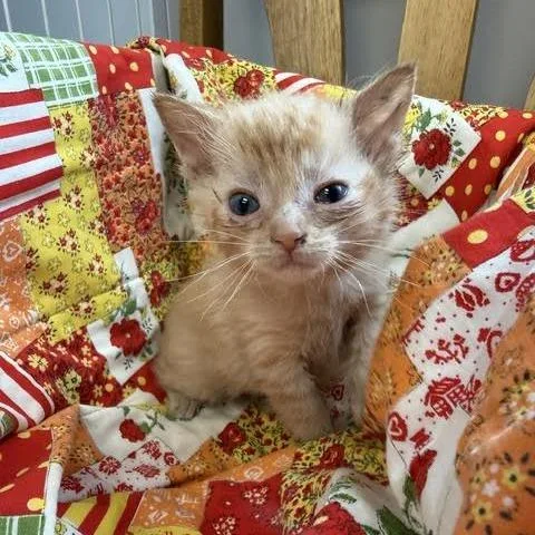 A baby small-sized female Buff / Tan / Fawn Domestic Short Hair cat named Cotton for adoption in Archbold , OH