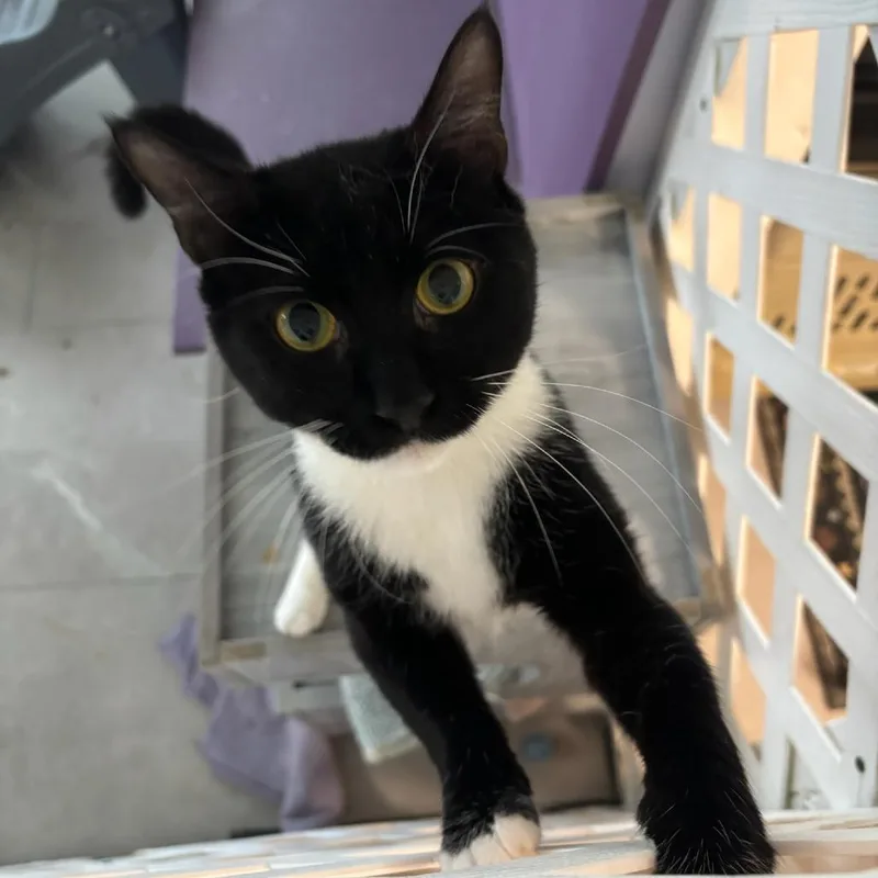 An adult medium-sized male Black Domestic Short Hair cat named Dean Martin for adoption in Hopewell, VA