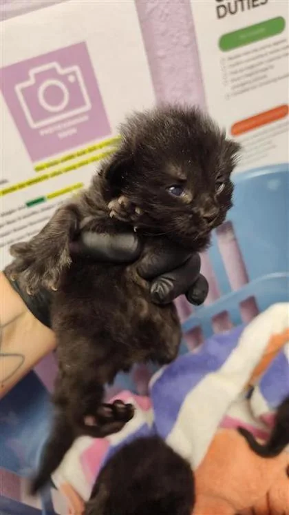 A baby small-sized male Black Domestic Medium Hair cat named 60823568 for adoption in El Paso, TX