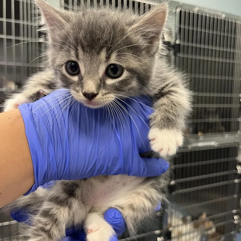 A baby small-sized male Gray / Blue / Silver Domestic Short Hair cat named Bora Bora for adoption in Greensboro, NC