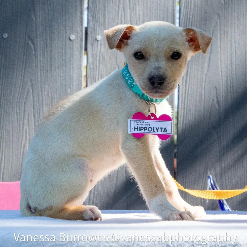 A baby small-sized female Yellow / Tan / Blond / Fawn Labrador Retriever dog named Hippolyta for adoption in Wake Forest, NC