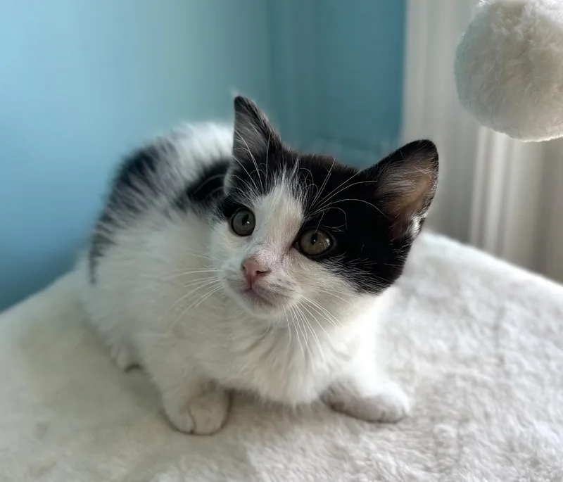 A baby medium-sized male Black & White / Tuxedo Domestic Short Hair cat named Cupid for adoption in Bardstown, KY