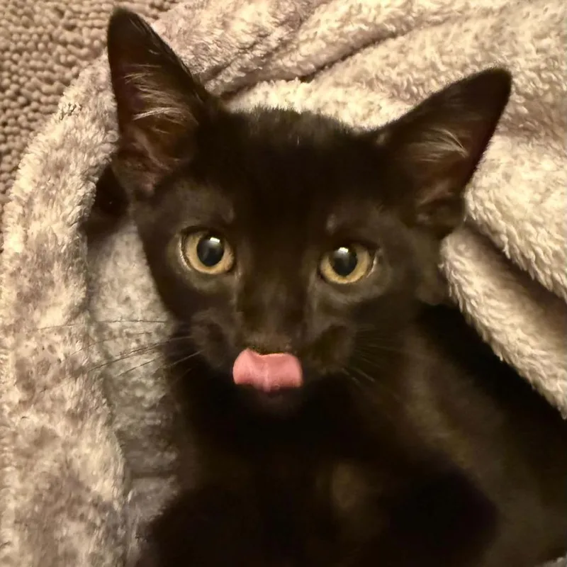 A baby small-sized female Black Domestic Short Hair cat named Mina for adoption in Monroe, MI