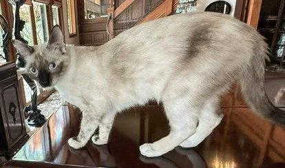 A baby small-sized female Siamese cat named Coco for adoption in Walnut Creek, CA