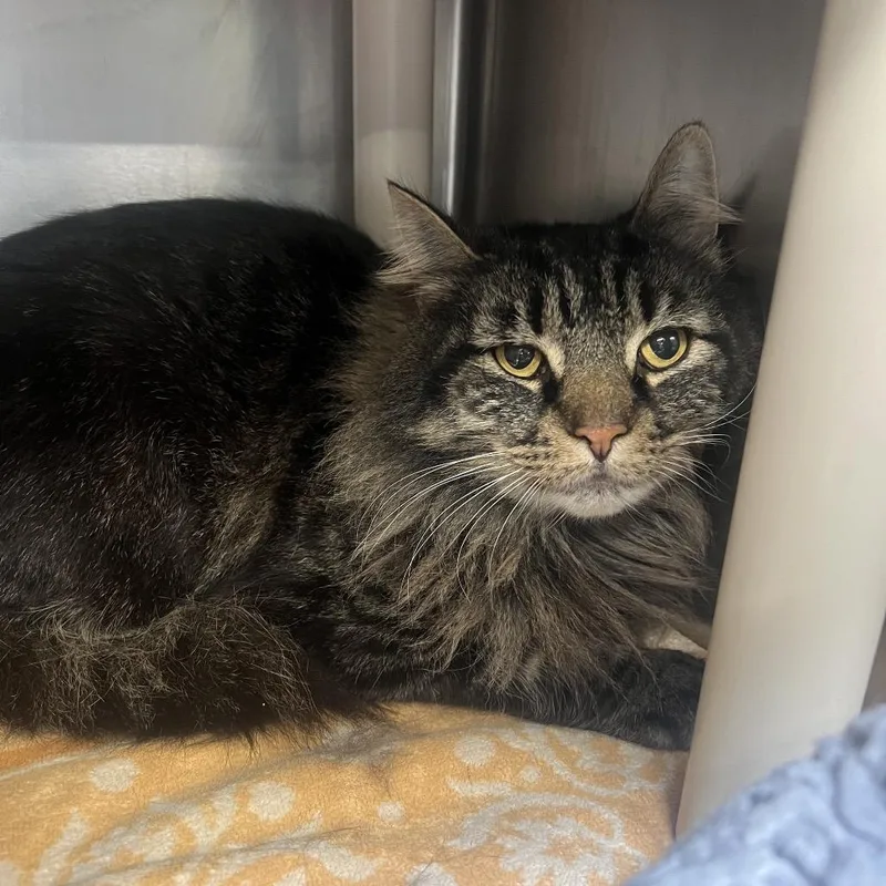 An adult large-sized male Brown / Chocolate Domestic Short Hair cat named Henry for adoption in Mentor, OH
