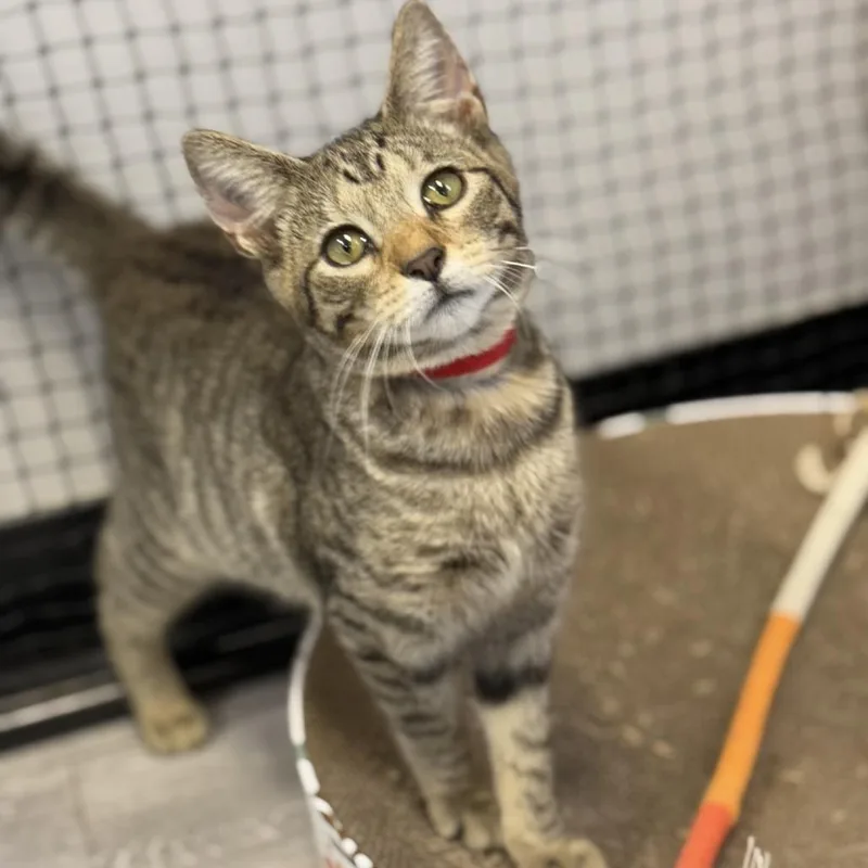 A young small-sized female Brown / Chocolate Domestic Short Hair cat named Cherry for adoption in Ridgely, MD