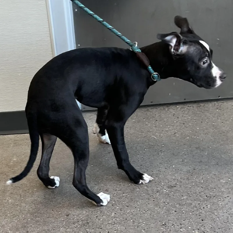 A young medium-sized female Black Mixed Breed dog named Butch for adoption in Las Cruces, NM
