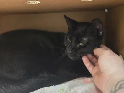 An adult medium-sized female Domestic Short Hair cat named Minnie for adoption in Westland, MI