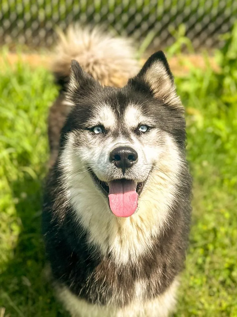 An adult large-sized male Husky dog named Kodak for adoption in Springfield, TN