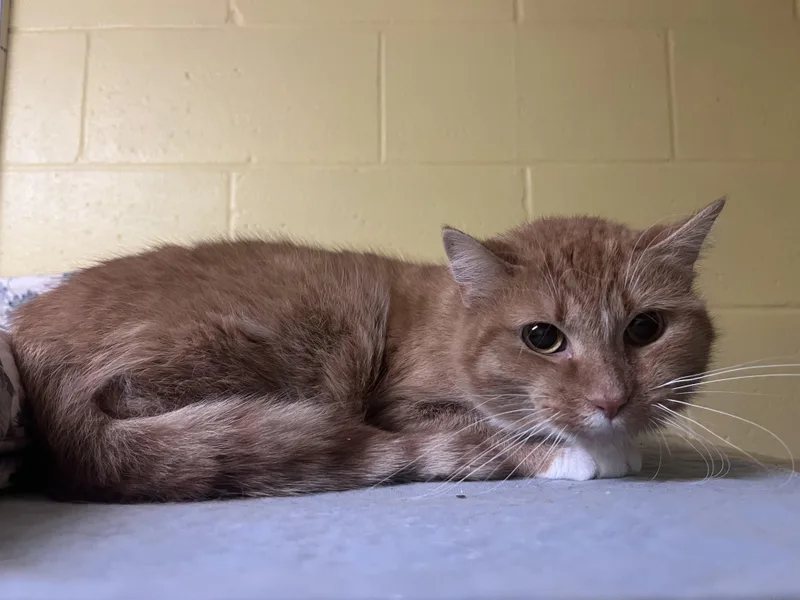 An adult medium-sized male Orange & White Domestic Medium Hair cat named Trexe for adoption in Munising, MI