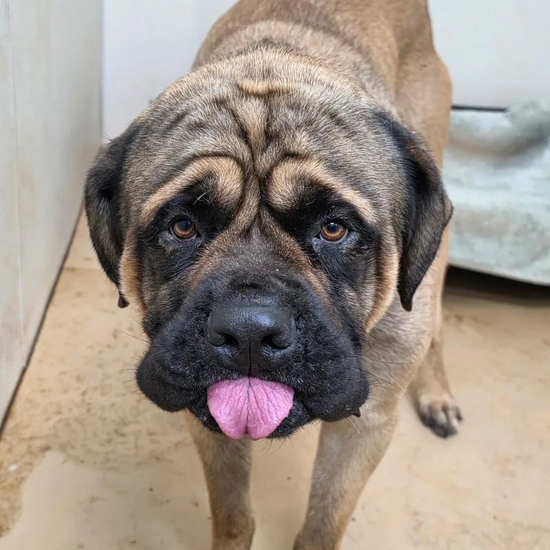 An adult extra large-sized male Yellow / Tan / Blond / Fawn Mastiff dog named Leo Chino Hills for adoption in Chino Hills, CA