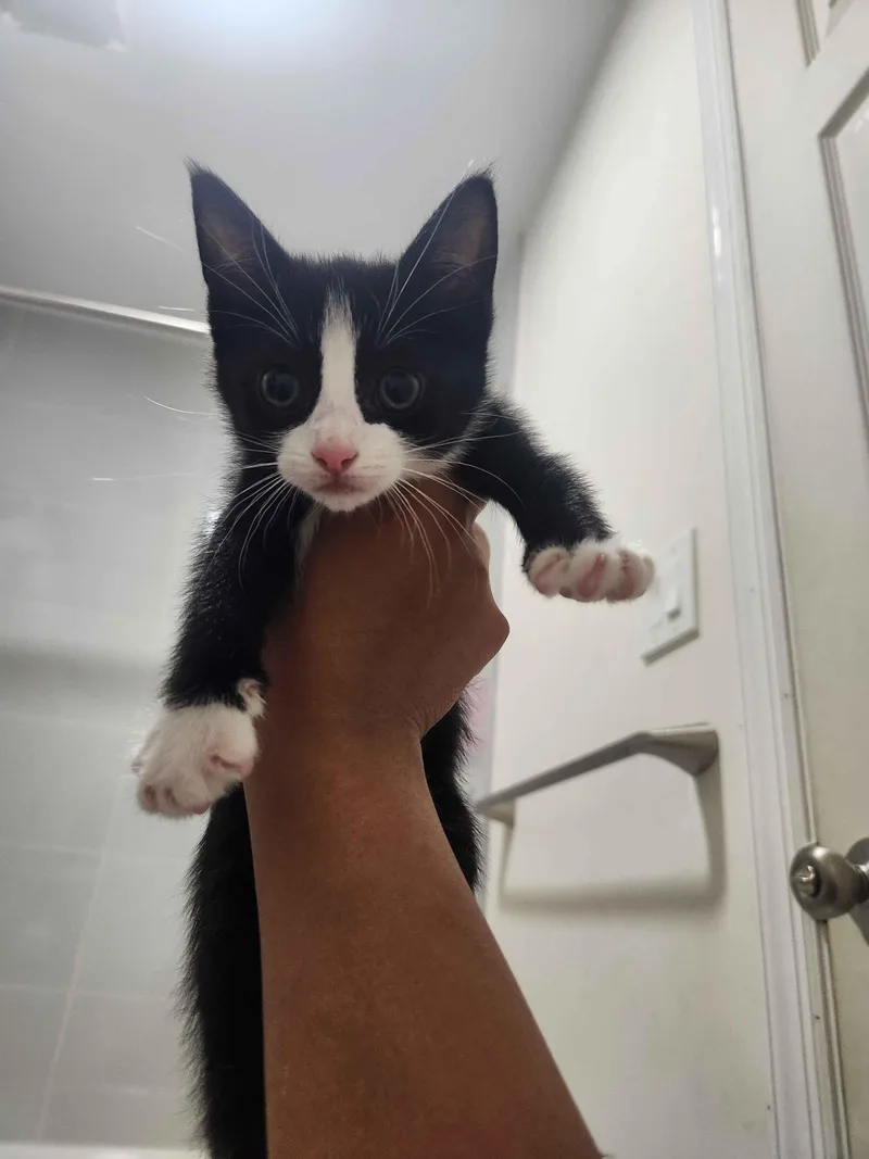 A baby small-sized male Black & White / Tuxedo American Shorthair cat named Juniper for adoption in North Bergen, NJ
