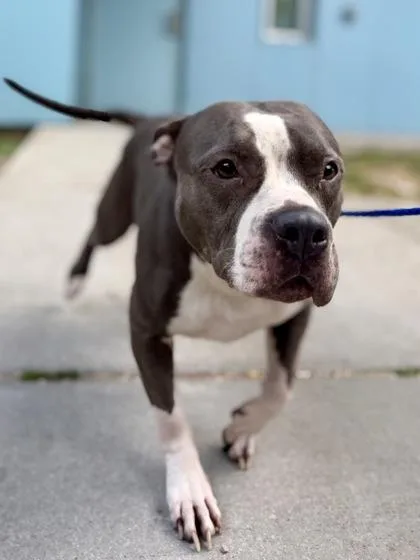 An adult large-sized female Pit Bull Terrier dog named Bella for adoption in New Orleans, LA