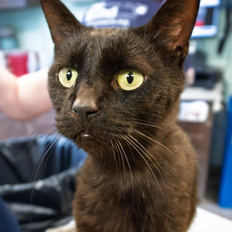 A senior large-sized female Black Domestic Short Hair cat named Josalyn for adoption in South Elgin, IL