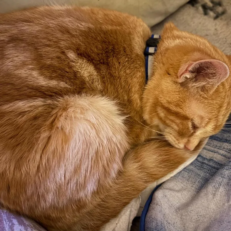 A young small-sized male Orange / Red Domestic Short Hair cat named Simon for adoption in Winchester, VA