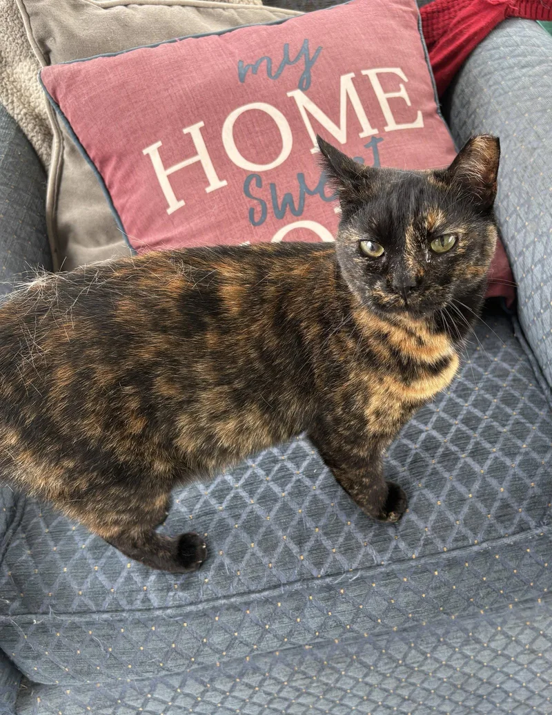 A young medium-sized female Domestic Short Hair cat named Tiki for adoption in Wilmington, NC