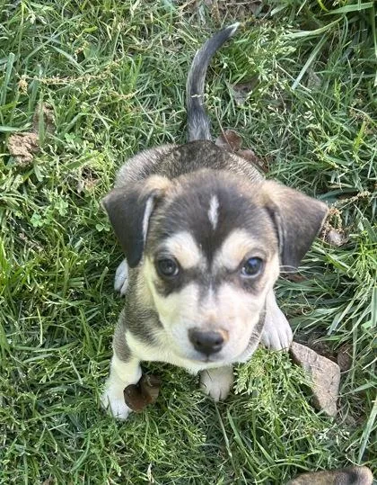 A baby large-sized male Mixed Breed dog named Samuel for adoption in Cumming, GA